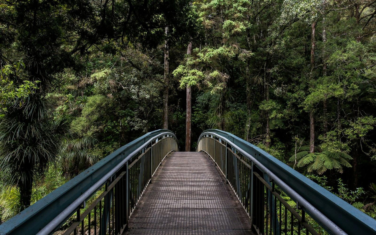 Une passerelle en bois qui traverse une forêt paisible